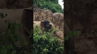 Bornean pygmy elephant in Kinabatangan River animals nature wildlife bookyourtrip [upl. by Enoek]