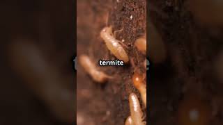 Ants vs Termites The Ultimate Showdown ants termite [upl. by Susan609]