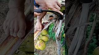 How Coconut Sap is Collected shorts [upl. by Gebler]