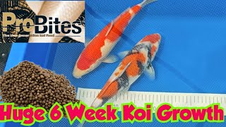 10cm Koi Growth in 6 weeks  Pro Bites food results [upl. by Atteuqahs]