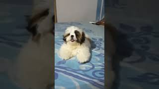 Shih Tzu puppy barking pet petlover dog doglover puppy 4viral shorts trending viralvideos [upl. by Akram195]