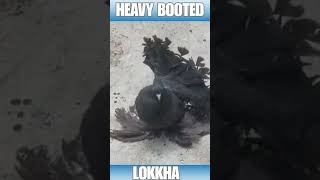 Heavy booted  lokkha quality fancypigeon [upl. by Ylatfen307]