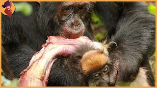 Hunting Moments By Chimpanzees Baboons And Macaques [upl. by Akilak224]