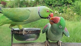 Funny Indian Ringneck Parrot Feeding Alexandrine Parrot [upl. by Rodd]