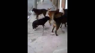 SORPRENDENTE  PERROS MACHOS VIOLAN A PEQUEÑO PERRO POODLE HEMBRA [upl. by Elamaj]