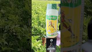 Hokori sinwa spreying result subscribe Arjun vlogs agriculture [upl. by Dnanidref]