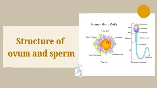 Structure of Ovum and Sperm Chapter 2 Class 12th Tryst with Biology [upl. by Zilevi]