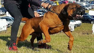 Top 10 Japanese Dog Breeds [upl. by Baras234]