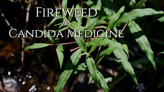 Fireweed as Candida Medicine [upl. by Eaner]