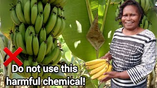 How to speed up banana ripening naturally [upl. by Dian]