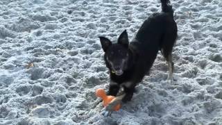 Dogs Trust West Calder  Dakota [upl. by Odnalref369]