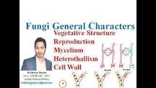 Fungi general characters hyphae mycelium heterothallism reproduction cell wall chitin [upl. by Gnik283]