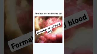 Formation of Red Blood Cell shorts mbbs femalereproductivesystem pregnancy [upl. by Tiff]