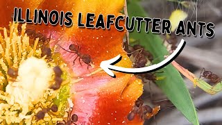 Finding Leafcutter Ants in Unexpected Places [upl. by Nosac]