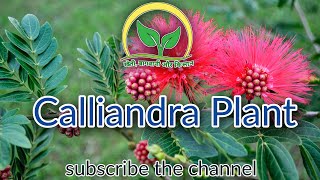 Calliandra Plant  KhetiBadiTV  Rajesh Saini [upl. by Davidoff]