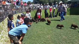 Wild Hog Catching Festival in Sabinal TX 33118 [upl. by Micco]