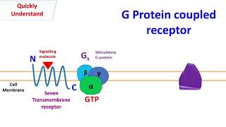 G protein coupled receptor  GPCR [upl. by Notyrb582]