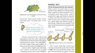 Reproduction in Plants Class 7 Chapter 12 SCIENCE OLD NCERT ncertvideobook [upl. by Kimmy]