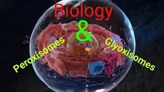 Glyoxisomes and Peroxisomes biology peroxisomes glyoxisomes class11 cellbiology organelles [upl. by Latimer959]