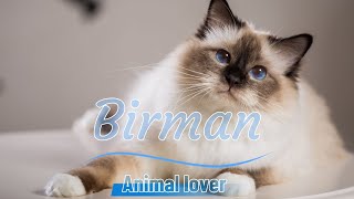 Birman Cats  Everything You Need to Know About This Majestic Breed 😻😳 [upl. by Nordna]