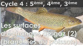 SVT  Cycle 4  Branchies des poissons surfaces déchanges de gaz [upl. by Zabrine]