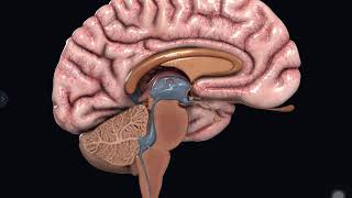 ANIMATED VIDEO OF CORPUS CALLOSUM [upl. by Navac324]