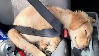 Funniest Golden Retriever PUPPIES will make you LAUGH ALL DAY 😁 Funniest Animal Videos [upl. by Ellehcor]