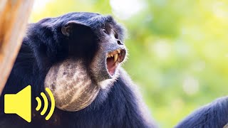 What does a Monkey sound like Siamang Ape  Animal Sounds [upl. by Susana]