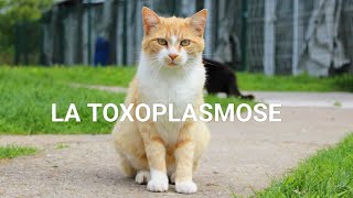 PARASITOMYCOLOGIE🪱 COMPRENDRE TOXOPLASMOSE EN 40 min 😸🐱 [upl. by Chappie]