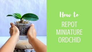 REPOTTING A MINIATURE ORCHID PHALAENOPSIS WITH SPHAGNUM MOSS [upl. by Ymirej668]