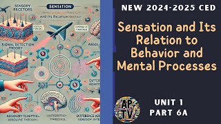 🎯Sensation and Its Relation to Behavior and Mental Processes  AP Psychology Unit 1 Part 6🎯 [upl. by Schmitt965]