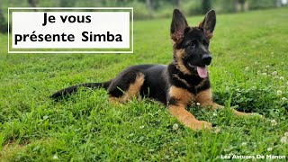 Ladoption de mon berger allemand de 3 mois 🐕🐾 Simba [upl. by Matronna]