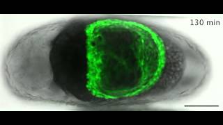 ZEISS ApoTome Tribolium late serosal morphogenesis [upl. by Lombardo]