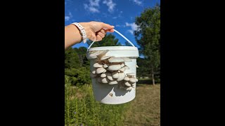 Grow Mushrooms out of Buckets using the Bucket Tech Quick Tutorial [upl. by Morrison]