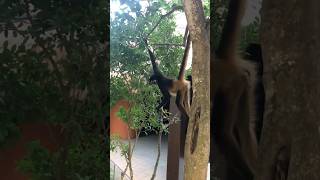 🇲🇽 Monkeys at Grand Sirenis Riviera Maya TravelWorldExperiences travel animals vacation [upl. by Ellene]