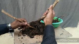 Repotting a Grewia Asiatica Falsa tree [upl. by Wurtz]