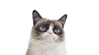 Grumpy Cat Compilation [upl. by Mairem]