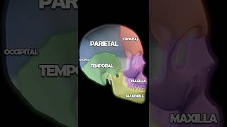 Skull Anatomy 101 Palatine Mandible Temporal Parietal Bones [upl. by Elberfeld868]