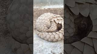 How Do Pangolins Protect Themselves from Predators shortvideo [upl. by Lief596]