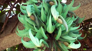 Jade vine Strongylodon macrobotrys emerald vine [upl. by Atin]