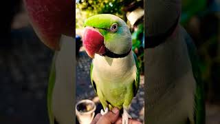 parrot shorts birds youtubeshorts trending shortvideo short cute youtube youtubeshort [upl. by Purvis]