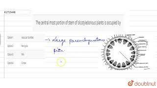 The central most portion of stem of dicotyledonous plants is occupied by [upl. by Jammie]