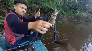 luar biasa tarikan monster udang galah  joran melengkung tajam hampir patah [upl. by Nyliret]