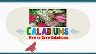 How to Grow Caladiums from Seed or Corm by your own StepbyStep Tutorial [upl. by Ainecey]