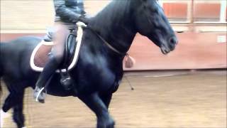 Black lipizzaner stallion Siglavy Capriola  training [upl. by Fitalludba61]