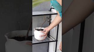 Beautiful plant stand l Space saving shorts viral shortvideo plants viralvideo [upl. by Alleunamme]