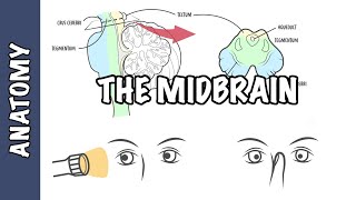 Clinical Anatomy  Midbrain structure function and midbrain lesions [upl. by Anillek]