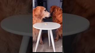 Cat and golden retrievers sort out treat challenge part 2 [upl. by Itsym]