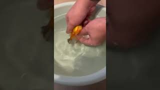 Goldfish Laying Eggs  So cool is this 😎 [upl. by Ela]