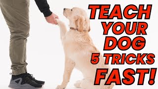 5 Easy Dog Tricks to Teach Your Pup This Weekend [upl. by Hasila]